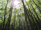 38 verso il bosco